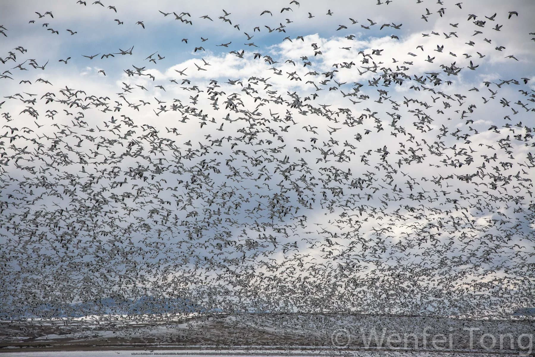 Snow geese on Freezeout lake