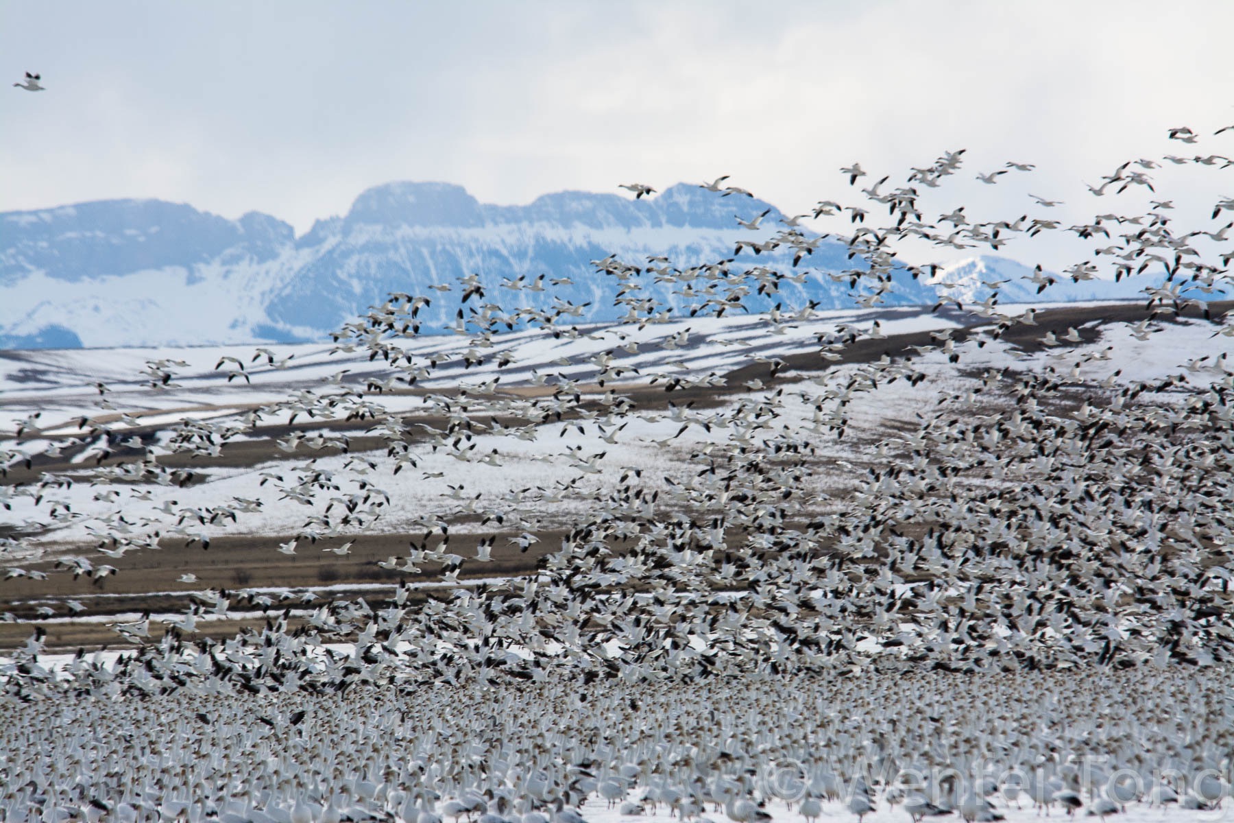 Snow geese on Freezeout lake