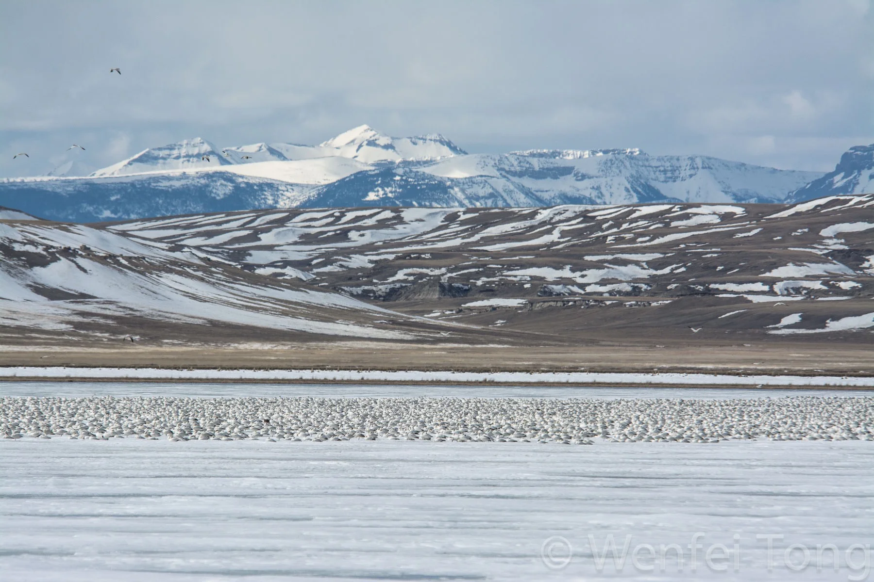 Snow geese on Freezeout lake