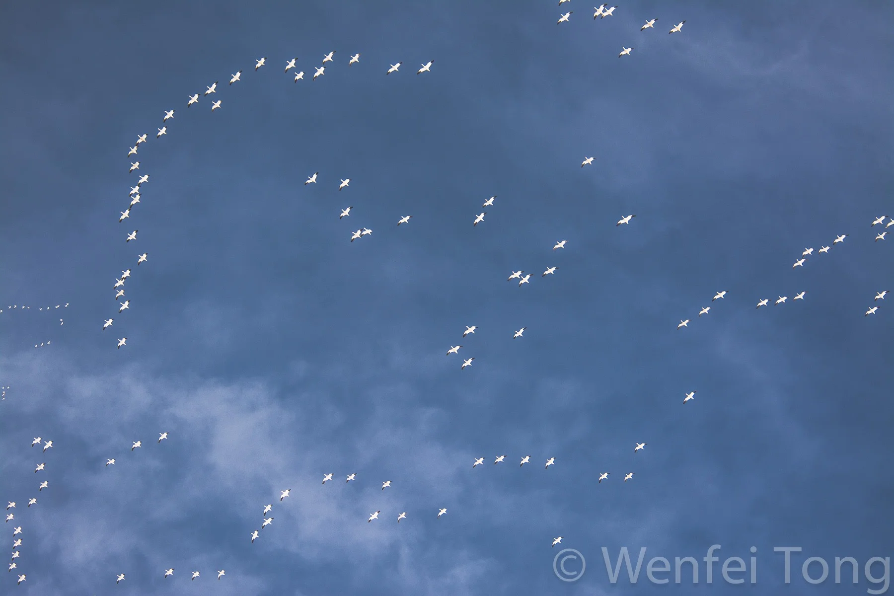 Snow geese on migration
