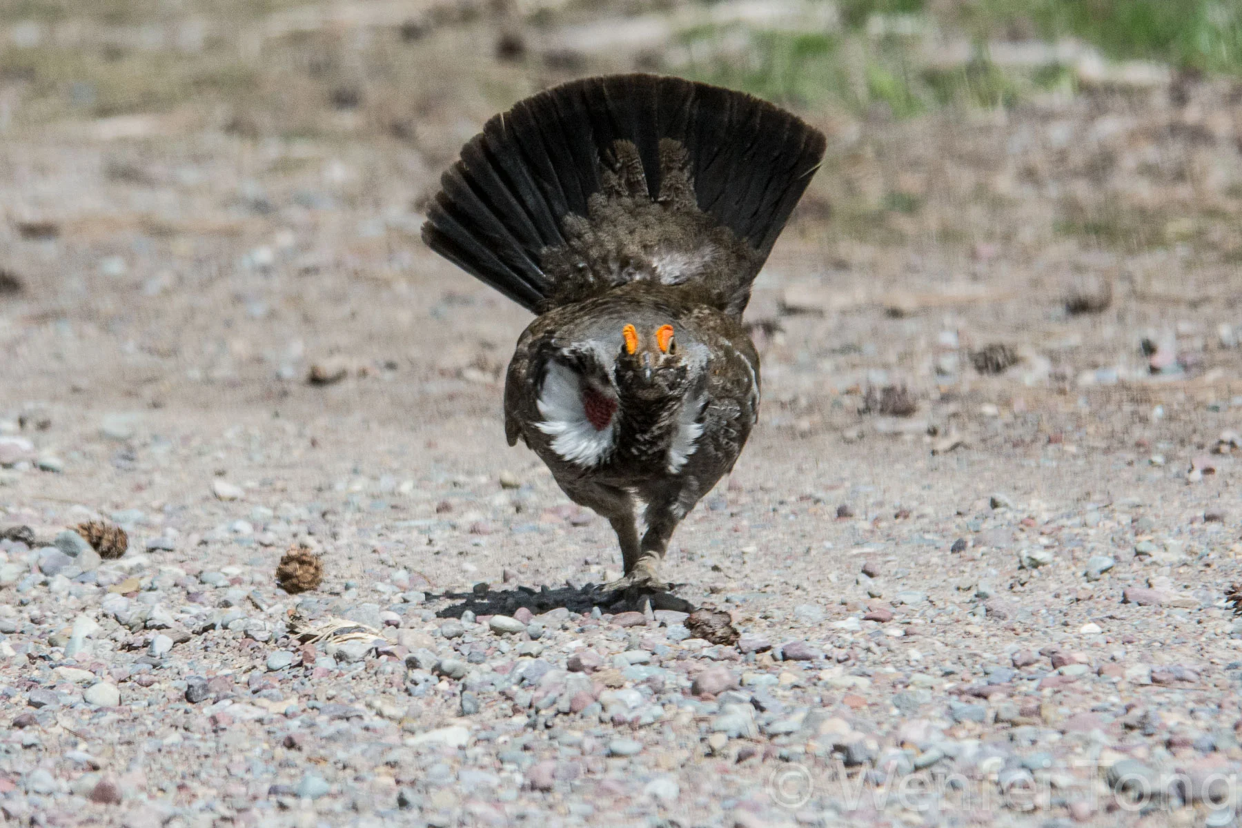 Male Dusky Grouse in full display and attack mode