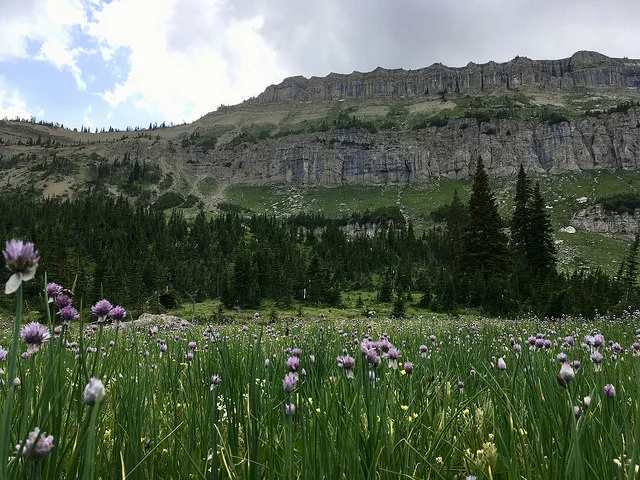 Wild chives to be harvested as salad dressing at the base of the Chinese Wall