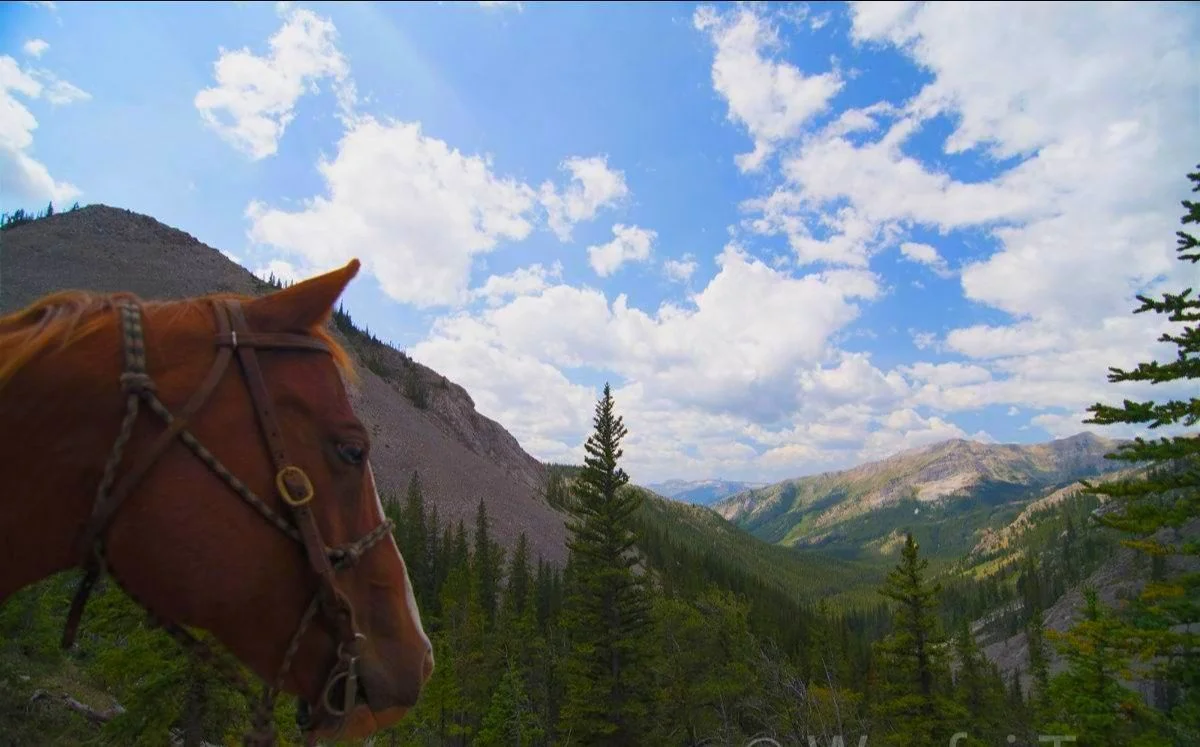 Looking back in the direction of the prairie after crossing route creek pass