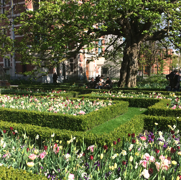Amsterdam tulips