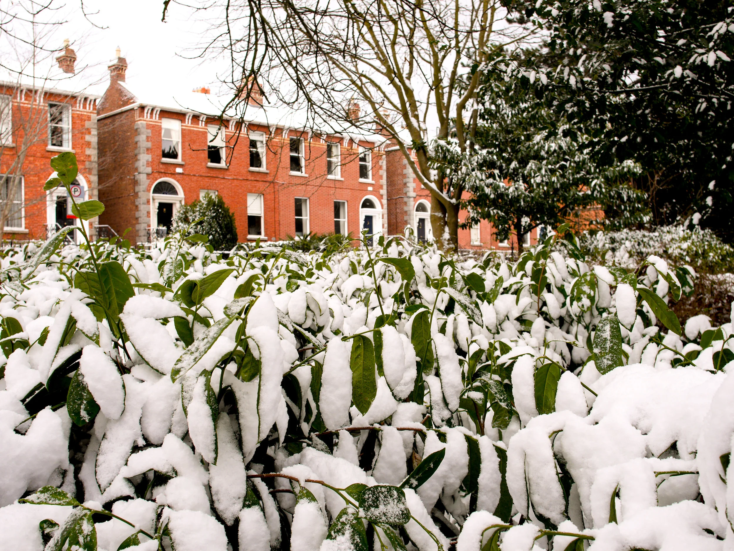 snow covered plants in Dublin, Ireland