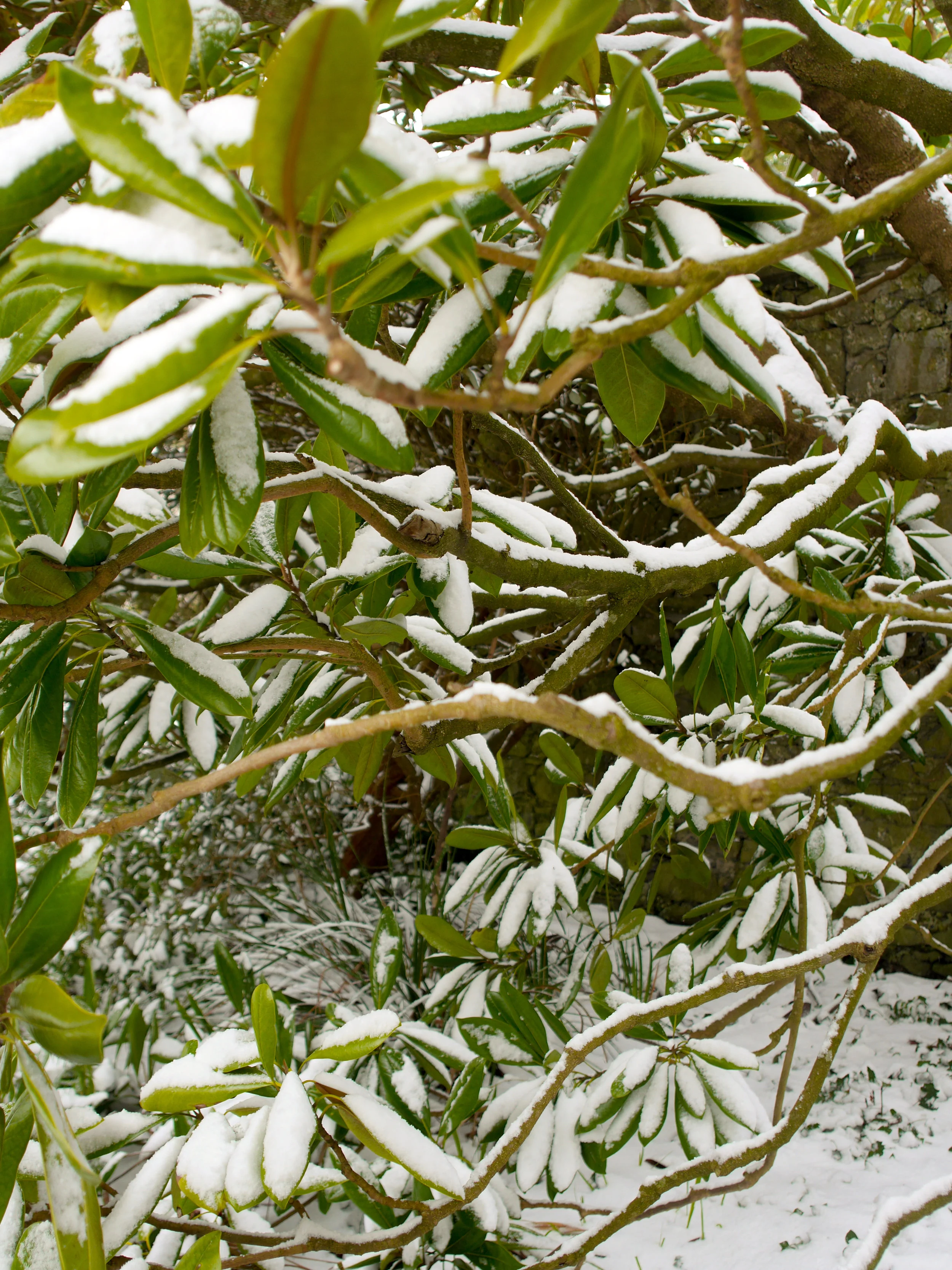 snow covered branches in Dublin, Ireland