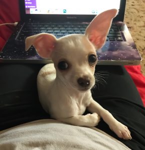 Fiona, helping me write this blog.