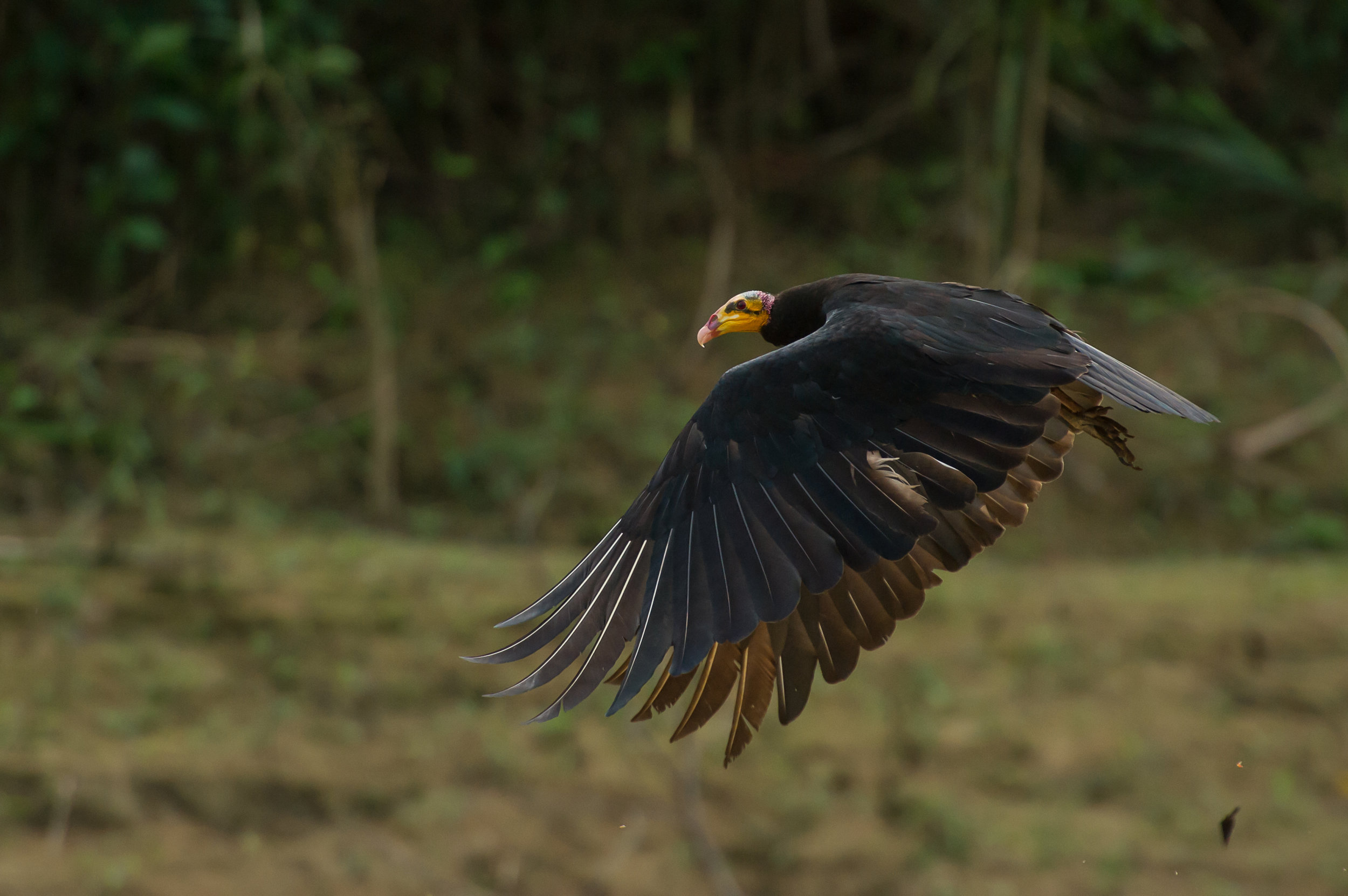   Cathartes burrovianus  (Lesser Yellow-headed Vulture) 