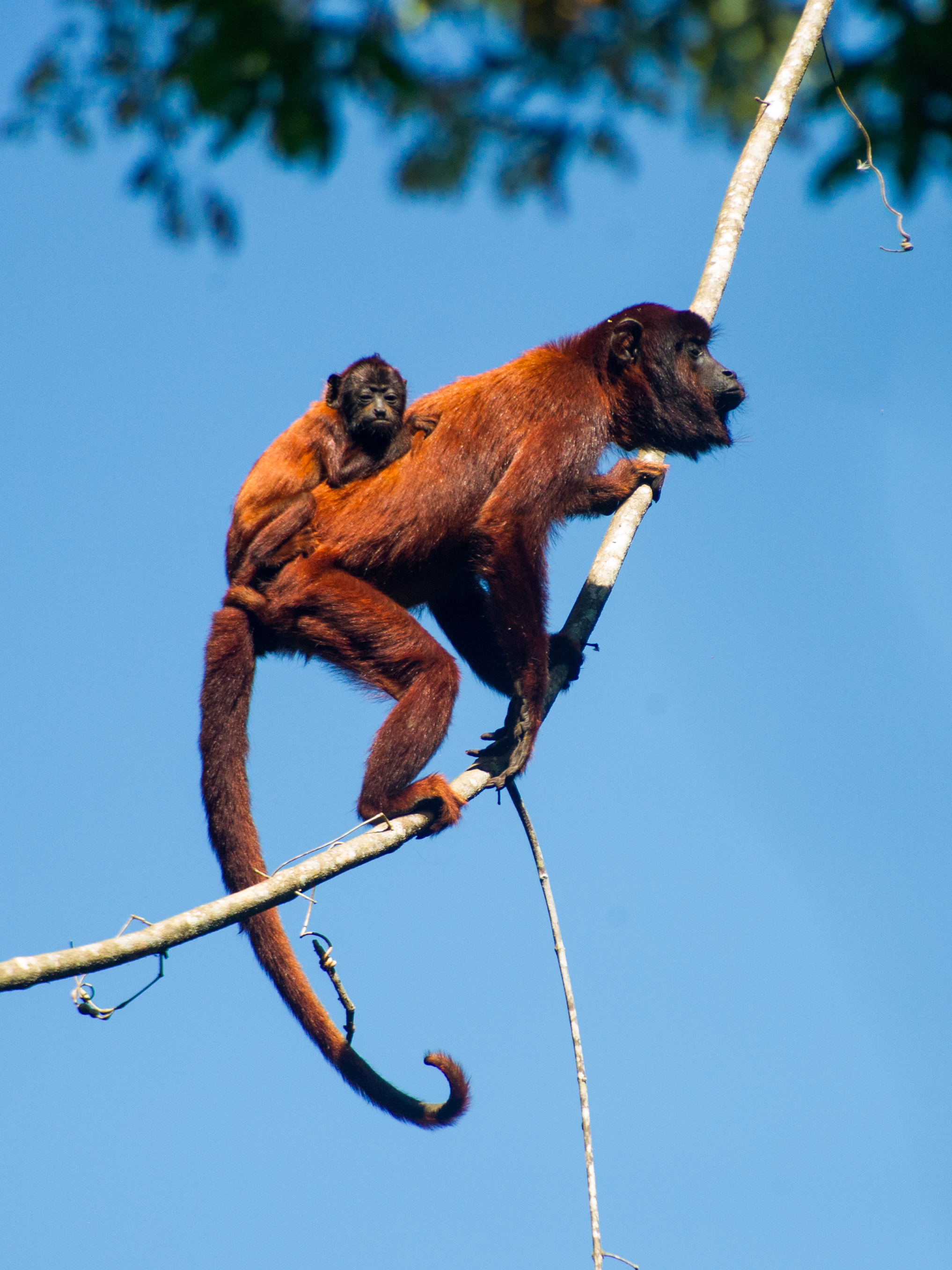   Alouatta seniculus (Red-Howler Monkey)  