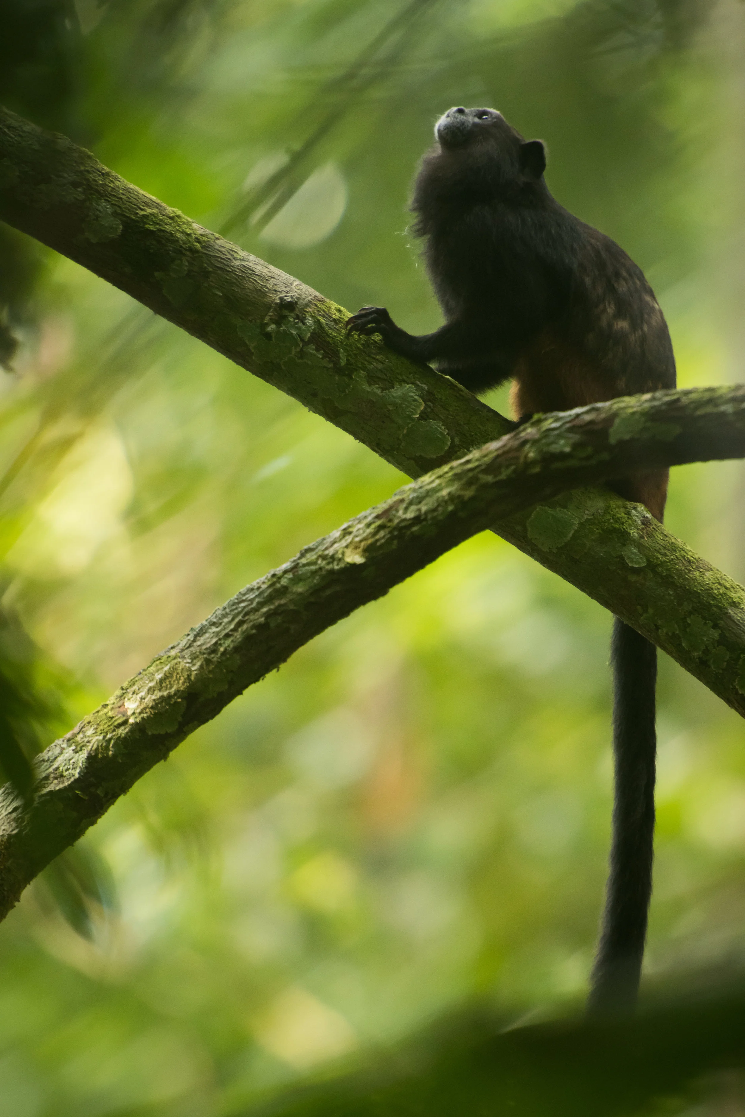 Saguinus weddelli (Saddleback Tamarin)