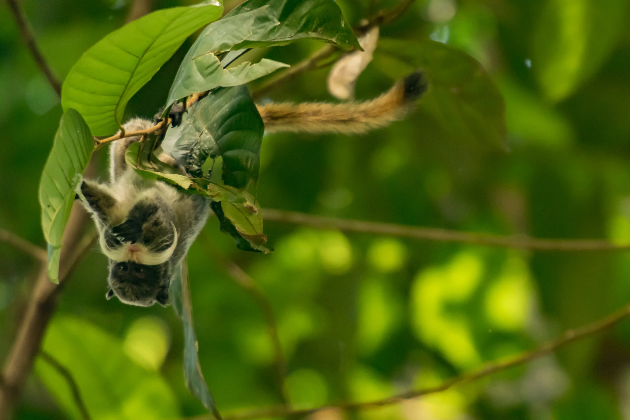 Saguinus imperator (Emperor Tamarin)