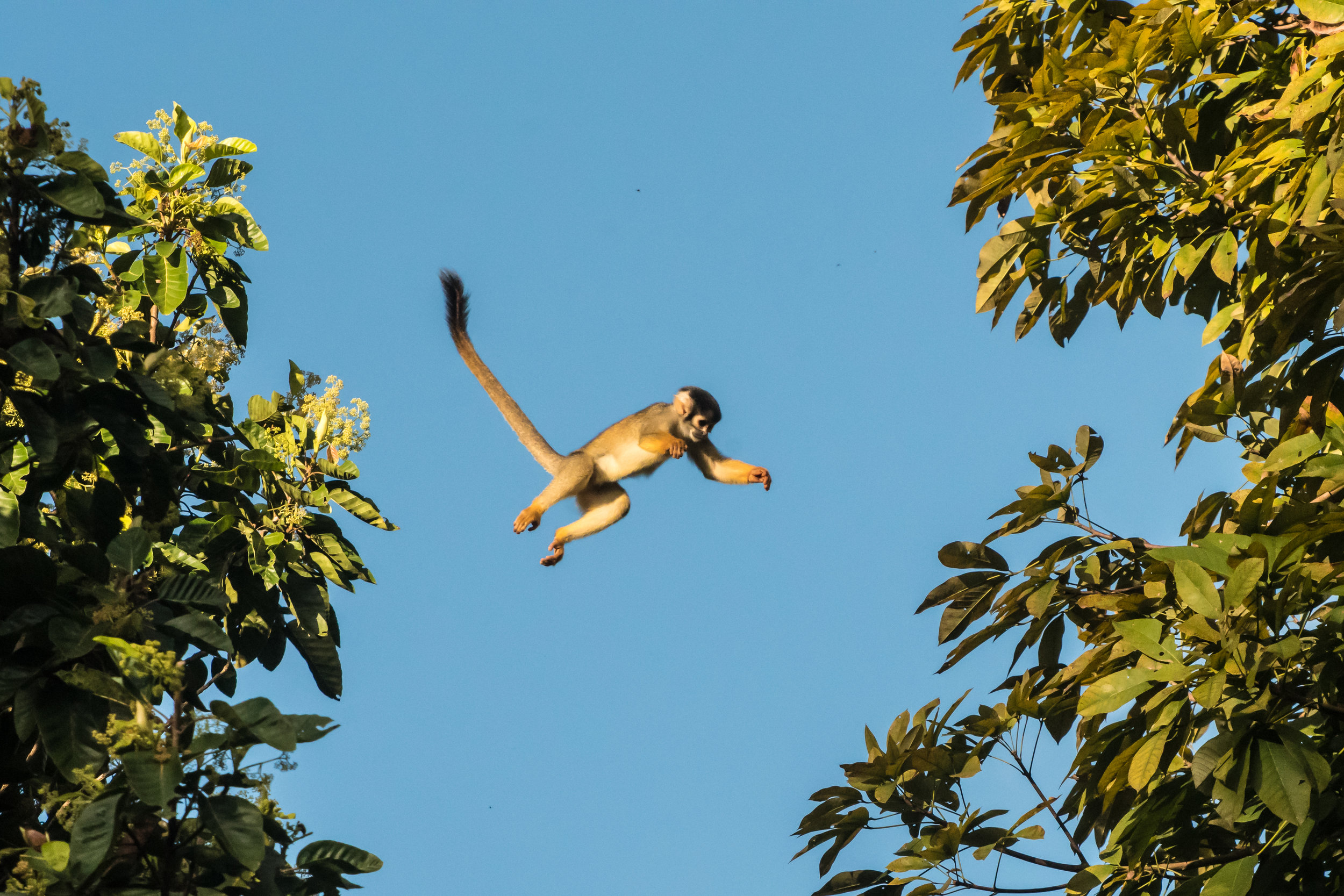   Saimiri boliviensis (Squrrle Monkey)  