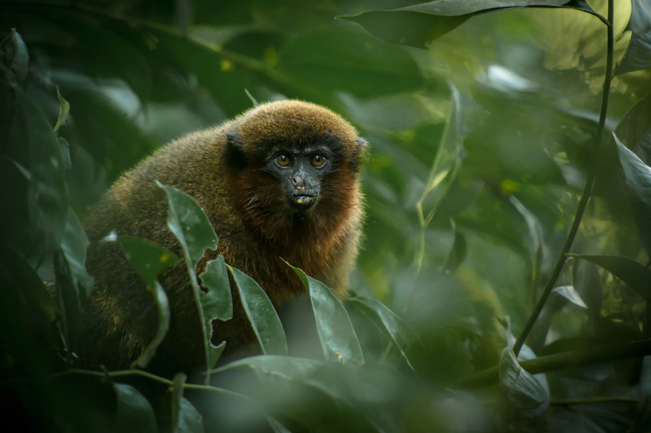 Callicebus brunneus (Brown Titi Monkey)