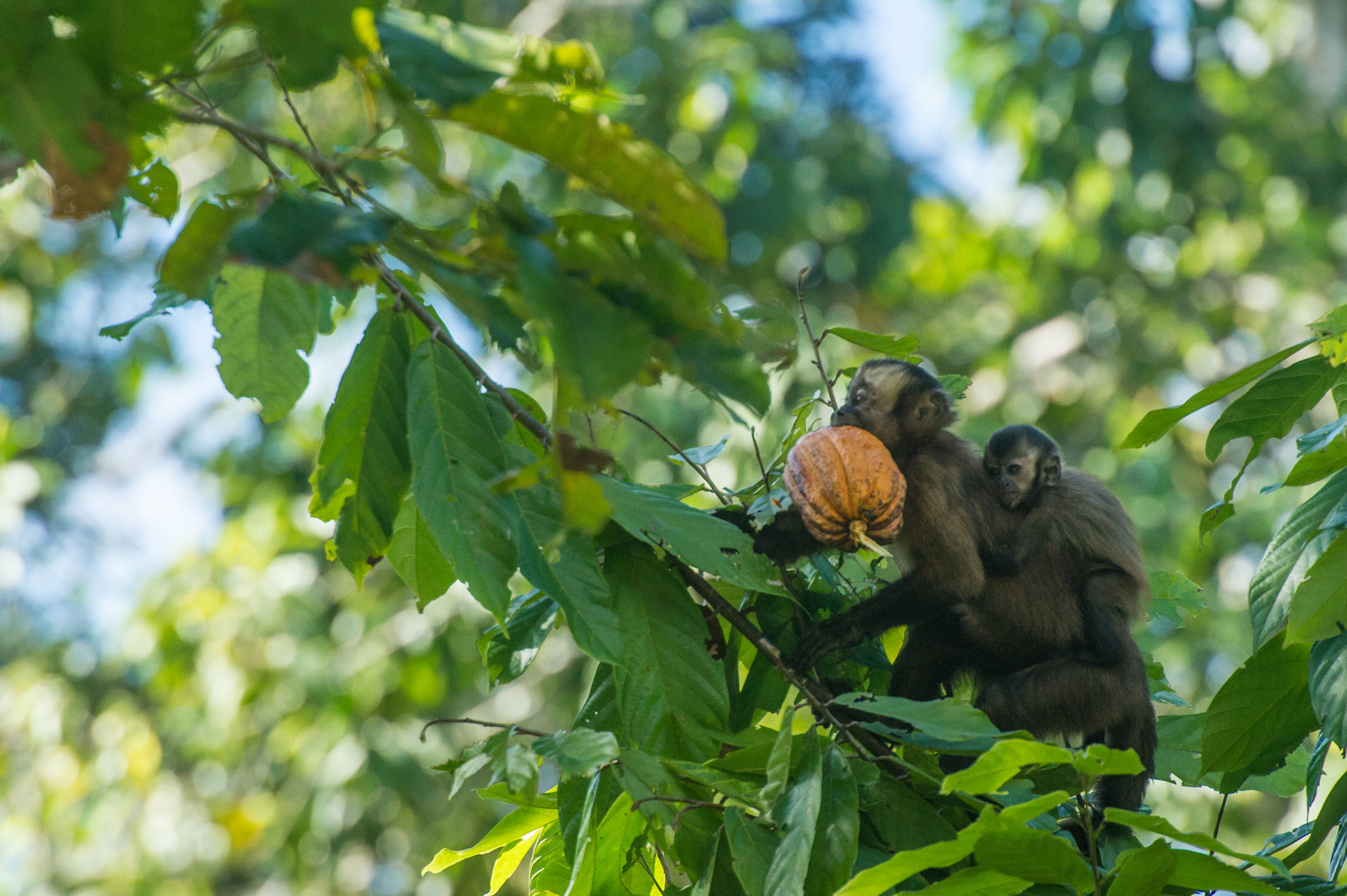   Cebus apella (Brown Capuchin)  