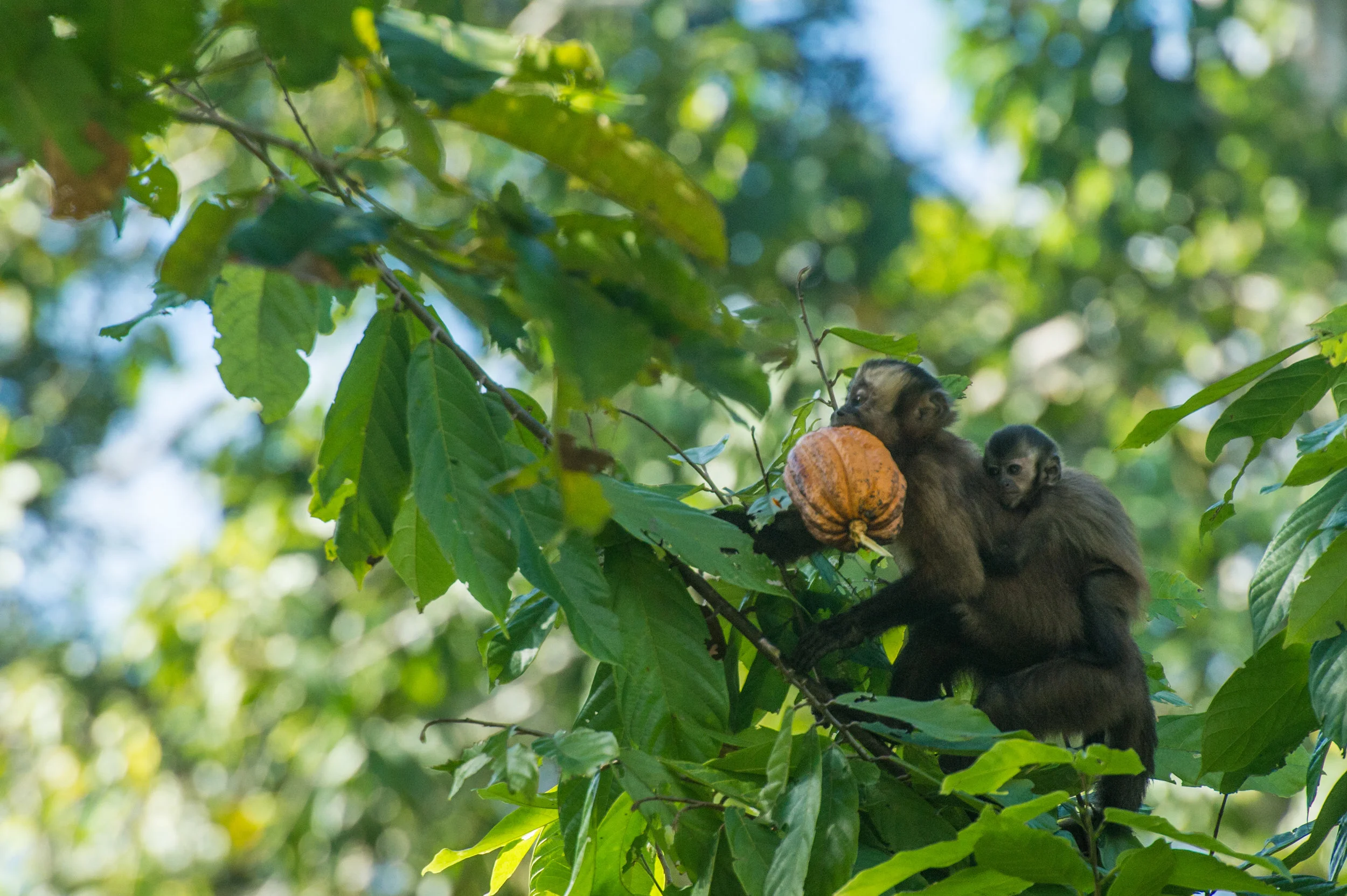 Cebus apella (Brown Capuchin)