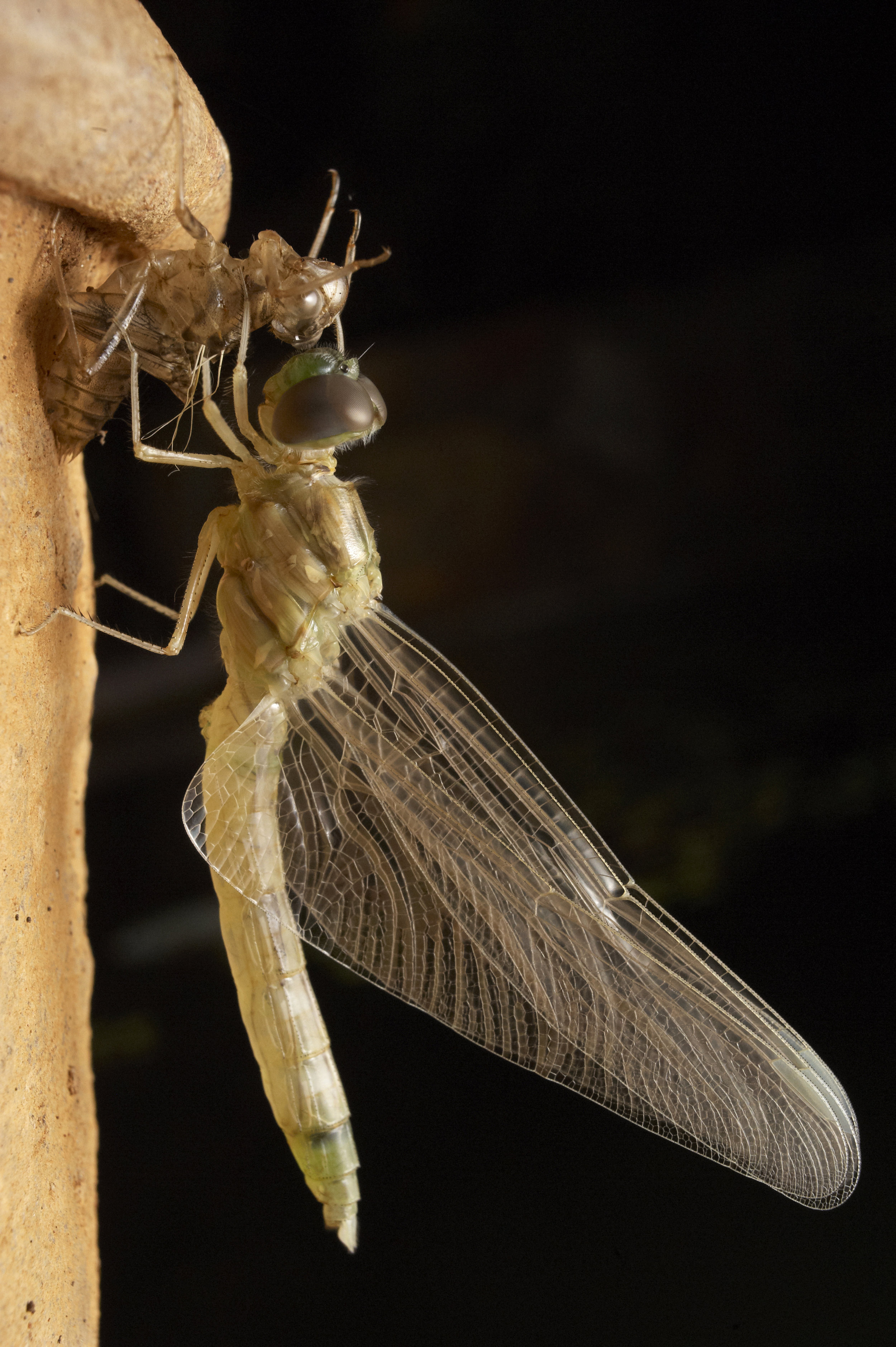  Selected photographs published by Nature in Focus 