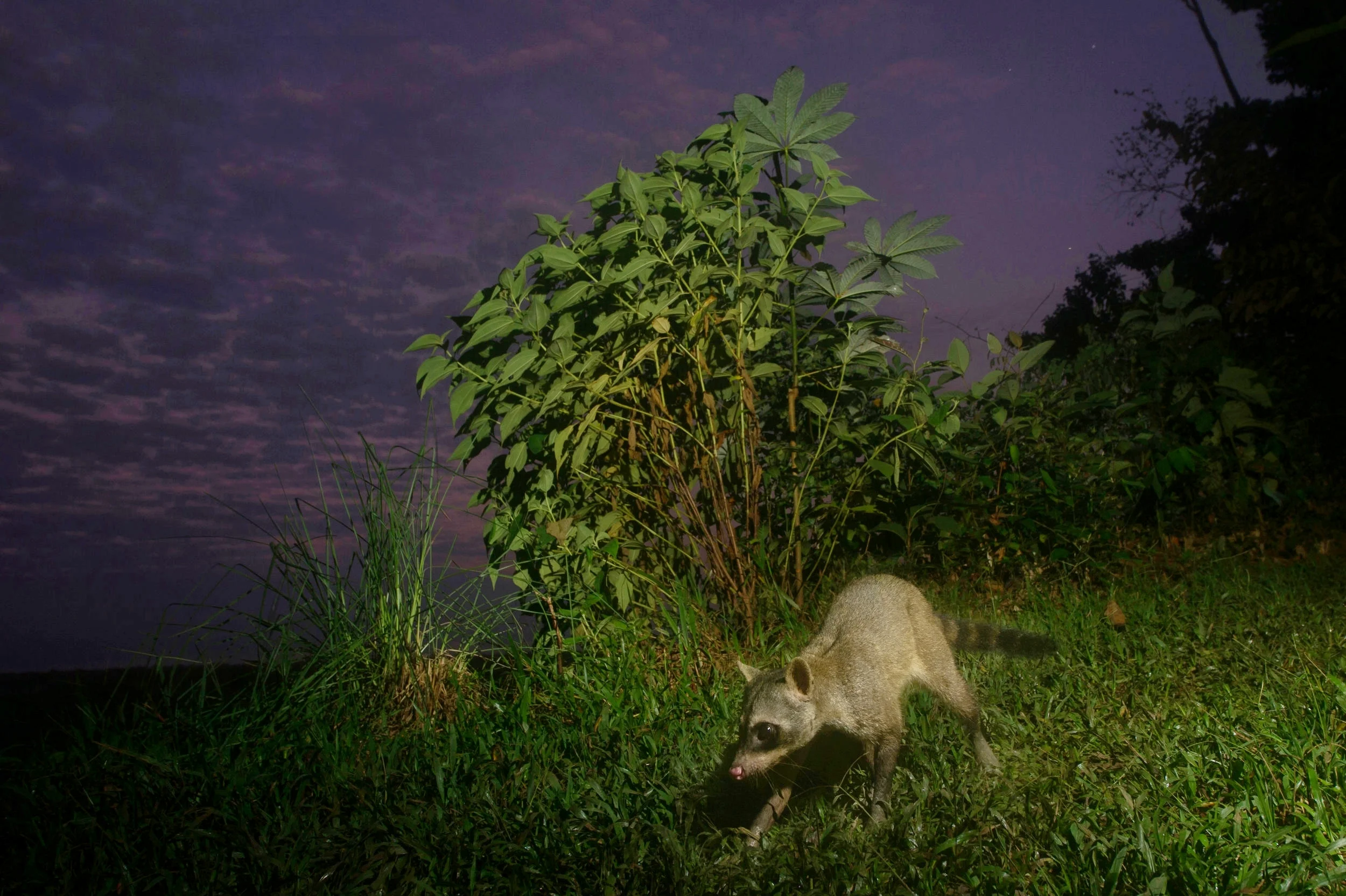 Procyon cancrivorus (Mapache or Crab Eating Racoon)