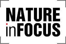nif-portal-logo.png
