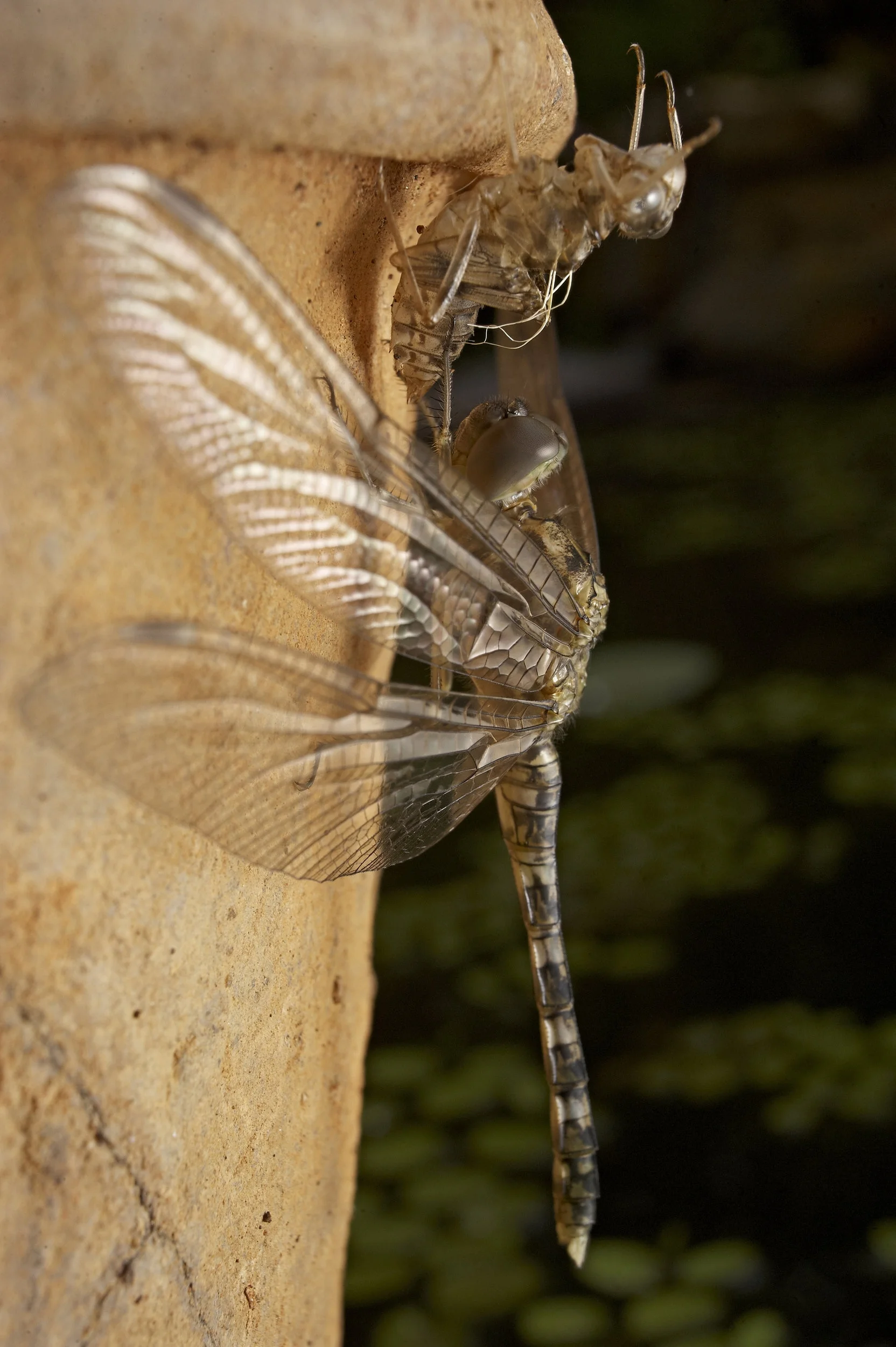 Selected photographs published by Nature in Focus