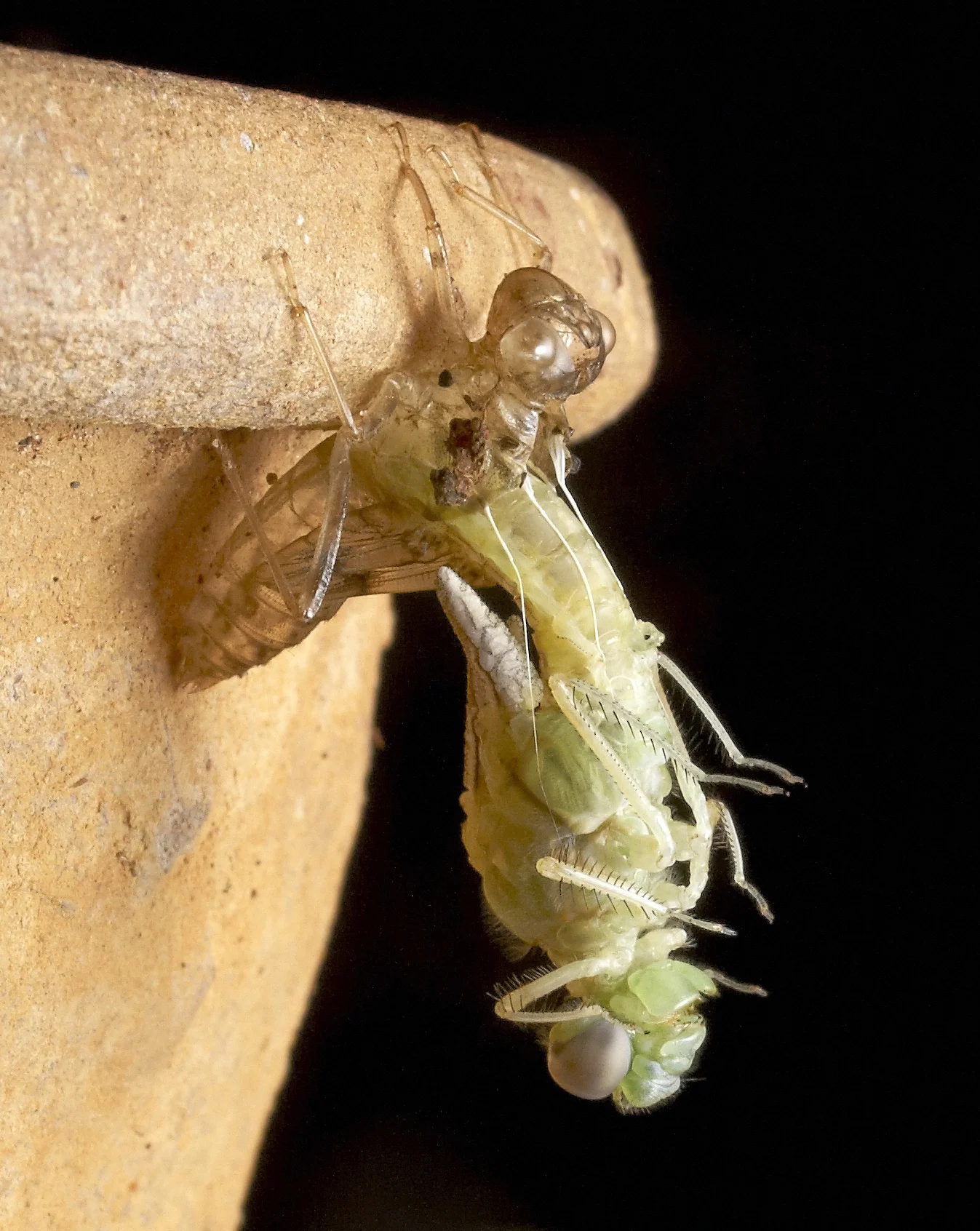 Selected photographs published by Nature in Focus