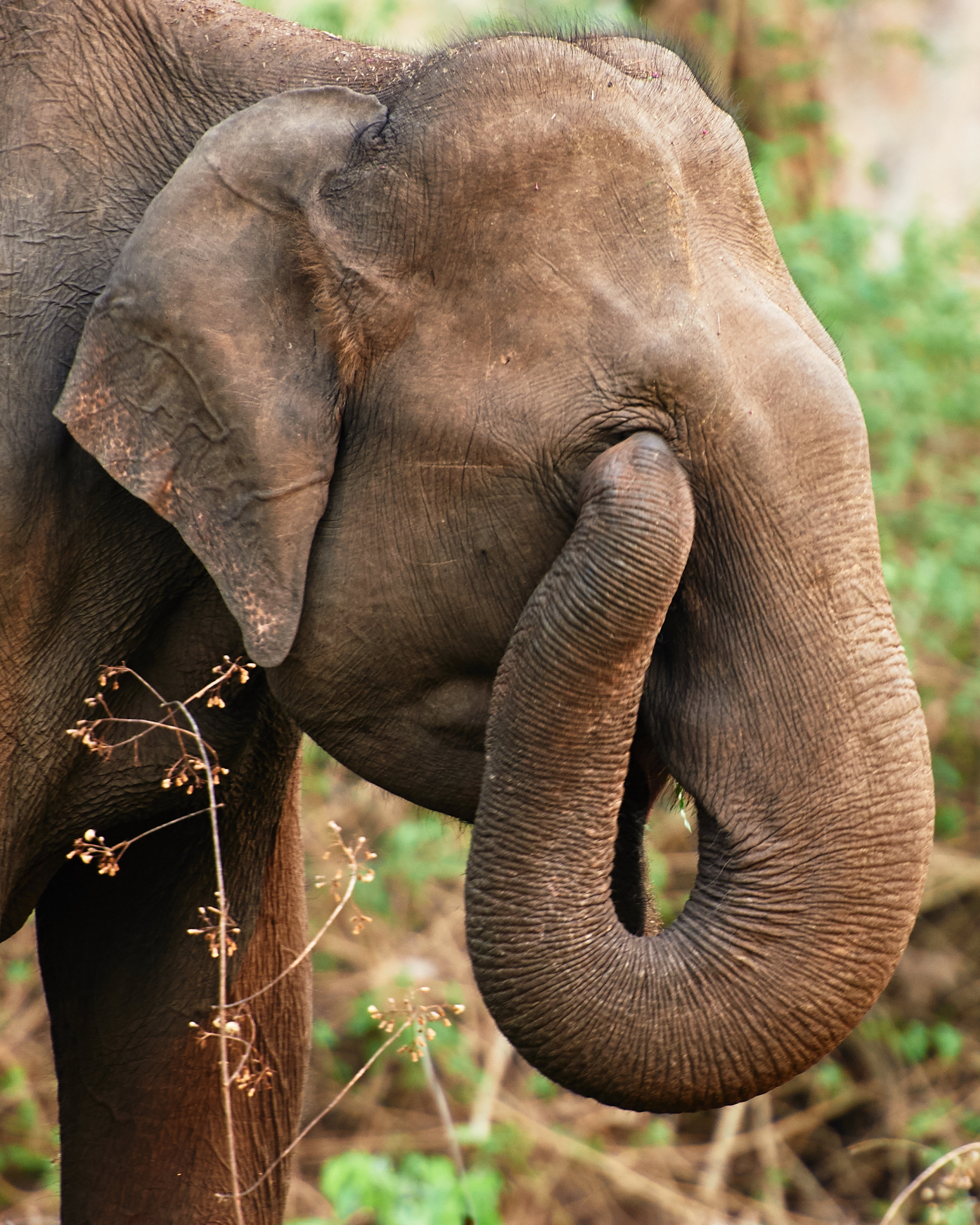 Indian Elephant (Elephas maximus indicus)