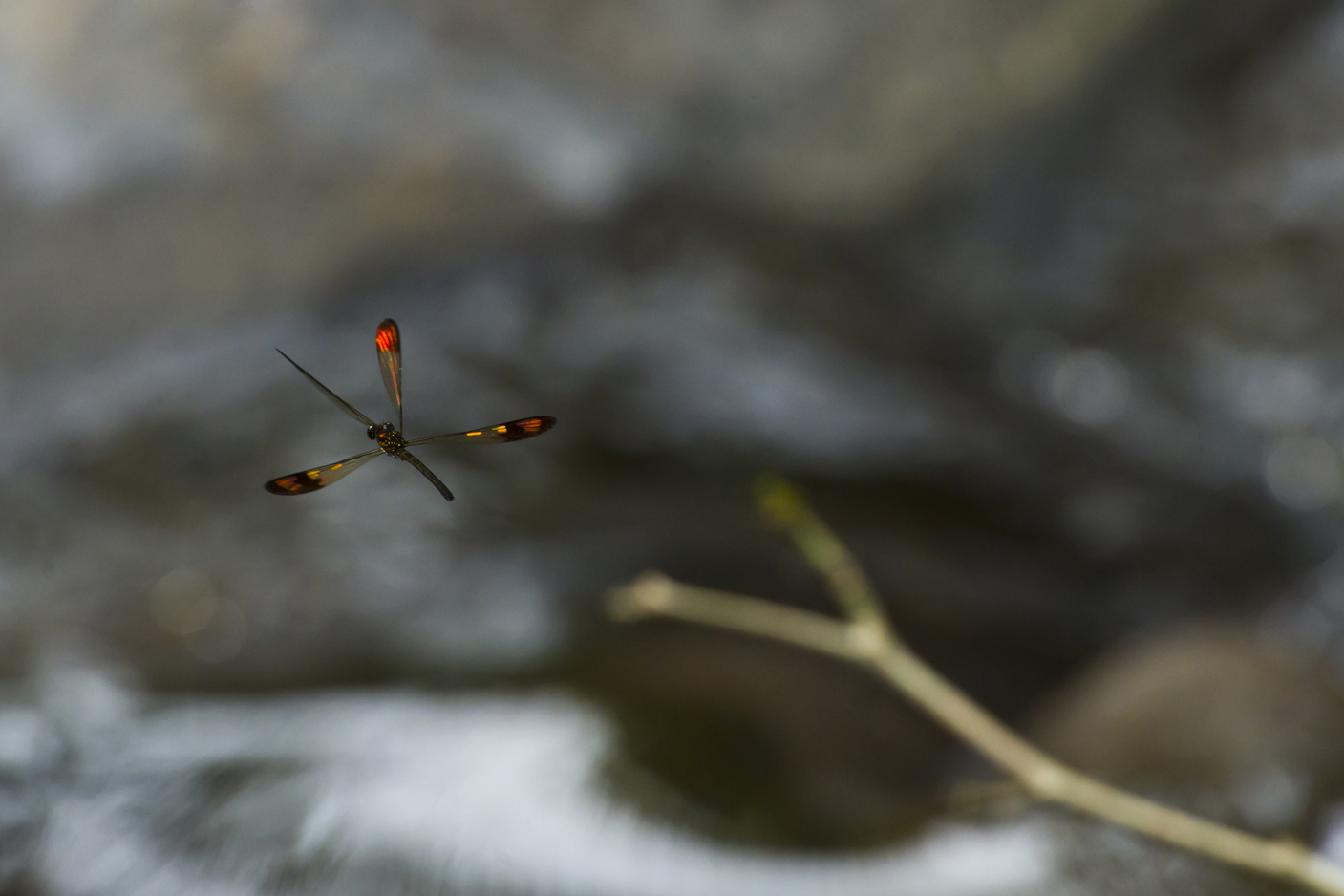 Damsel Fly.jpg