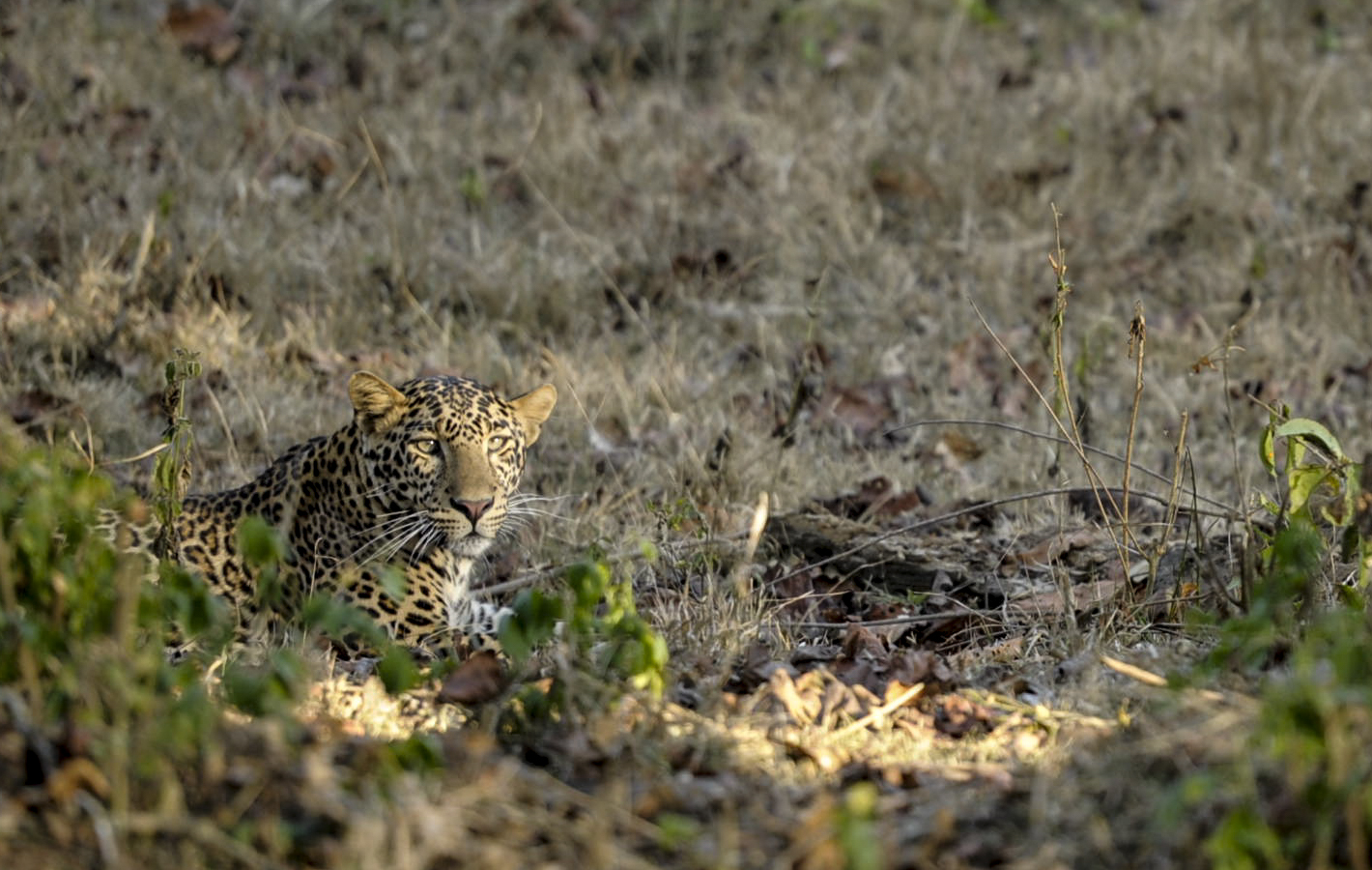 Indian leopard (Panthera pardus fusca)