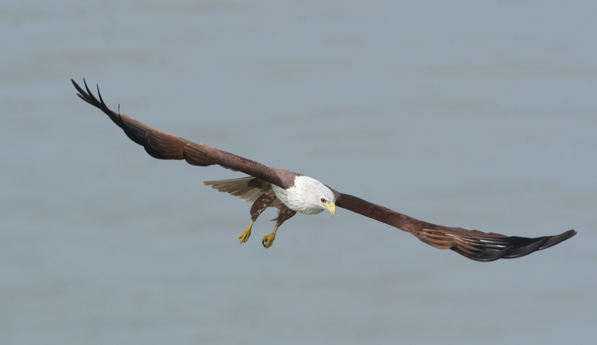 Brahminy kite (Haliastur indus)