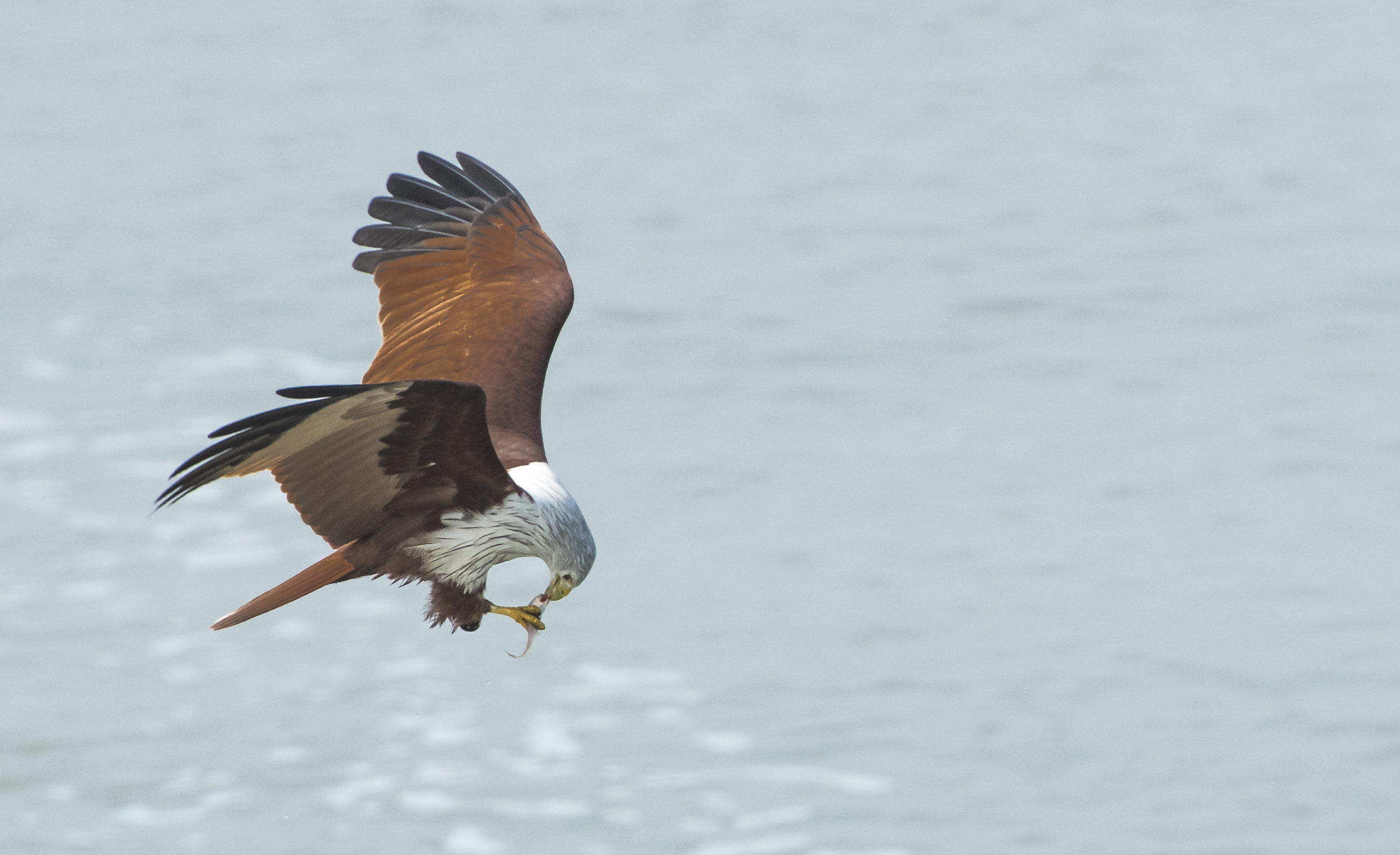 Brahminy kite (Haliastur indus)