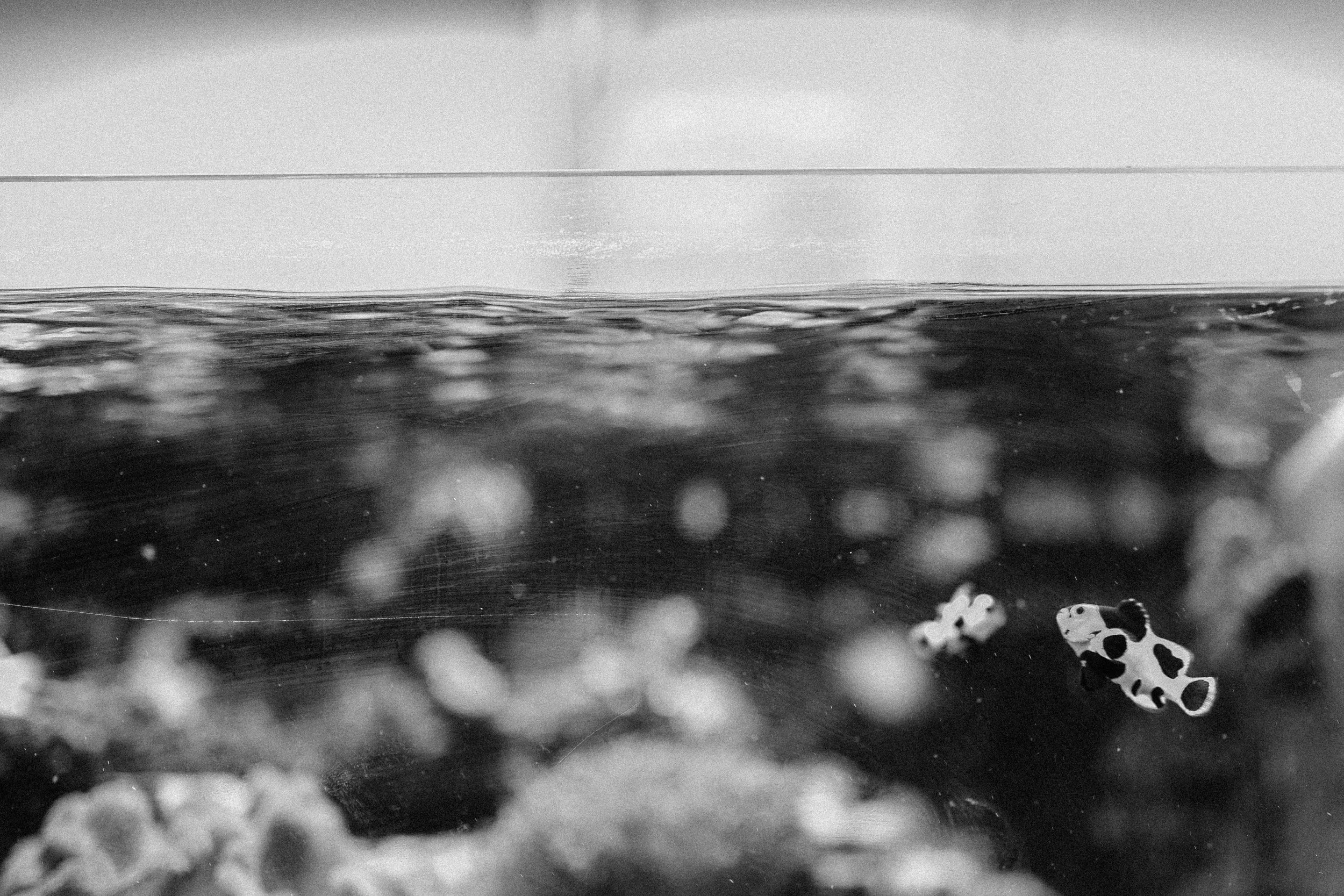 Reef 1.13.22 (1 of 1).JPG