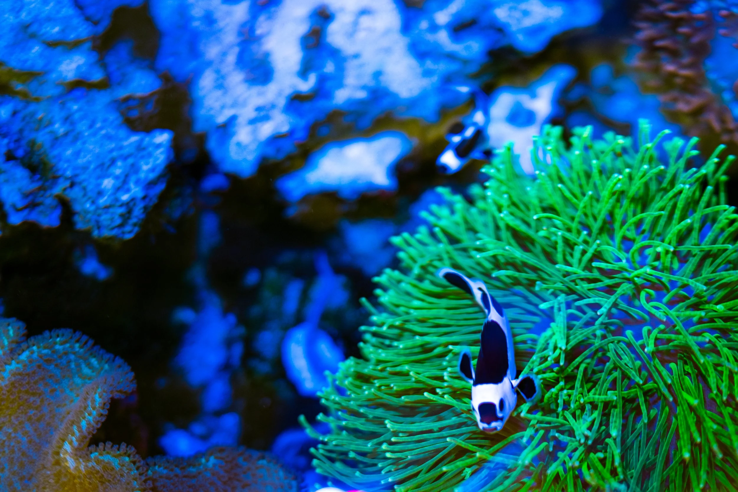 Reef 1.13.22 (1 of 3).JPG