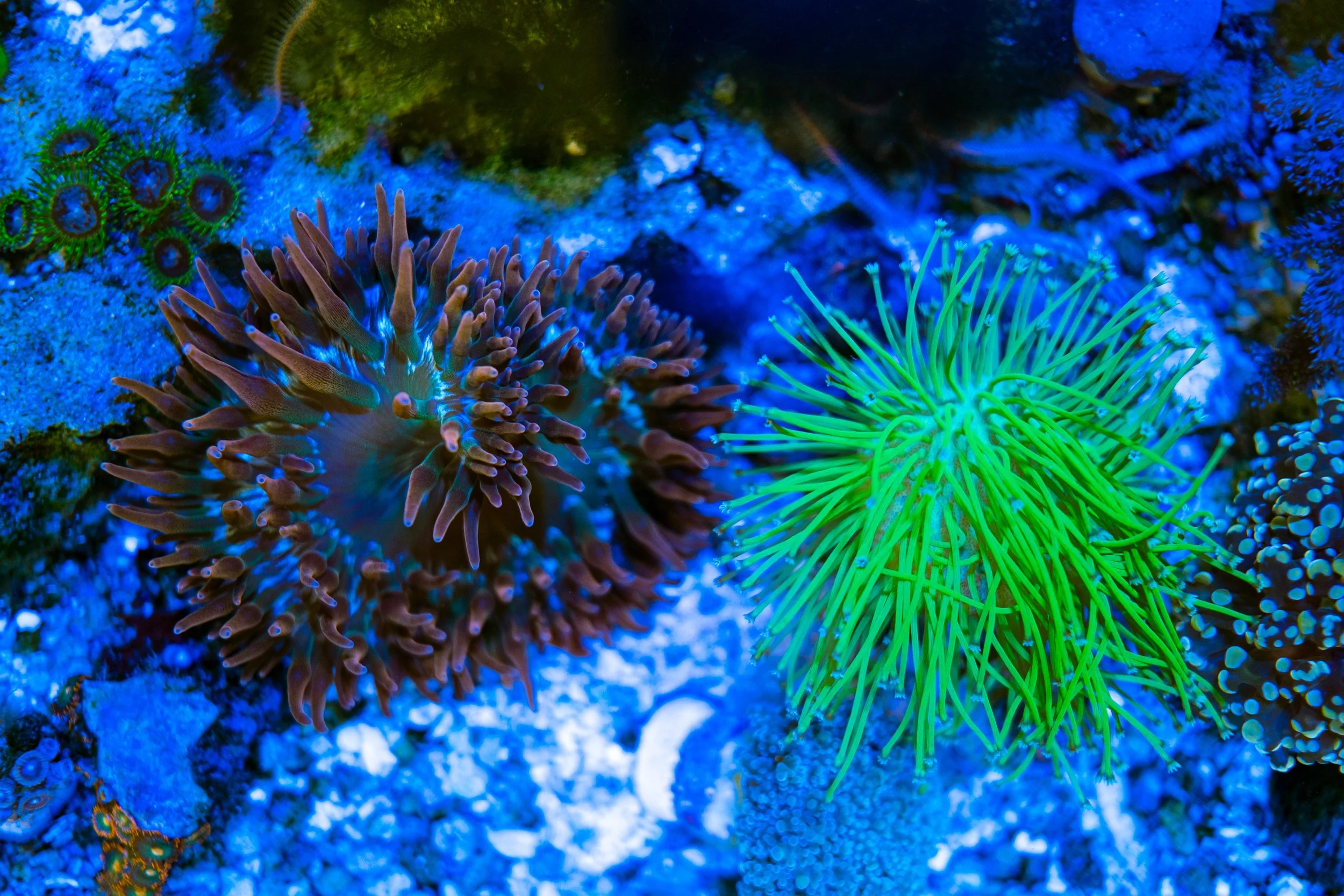 Reef 1.13.22 (2 of 3).JPG