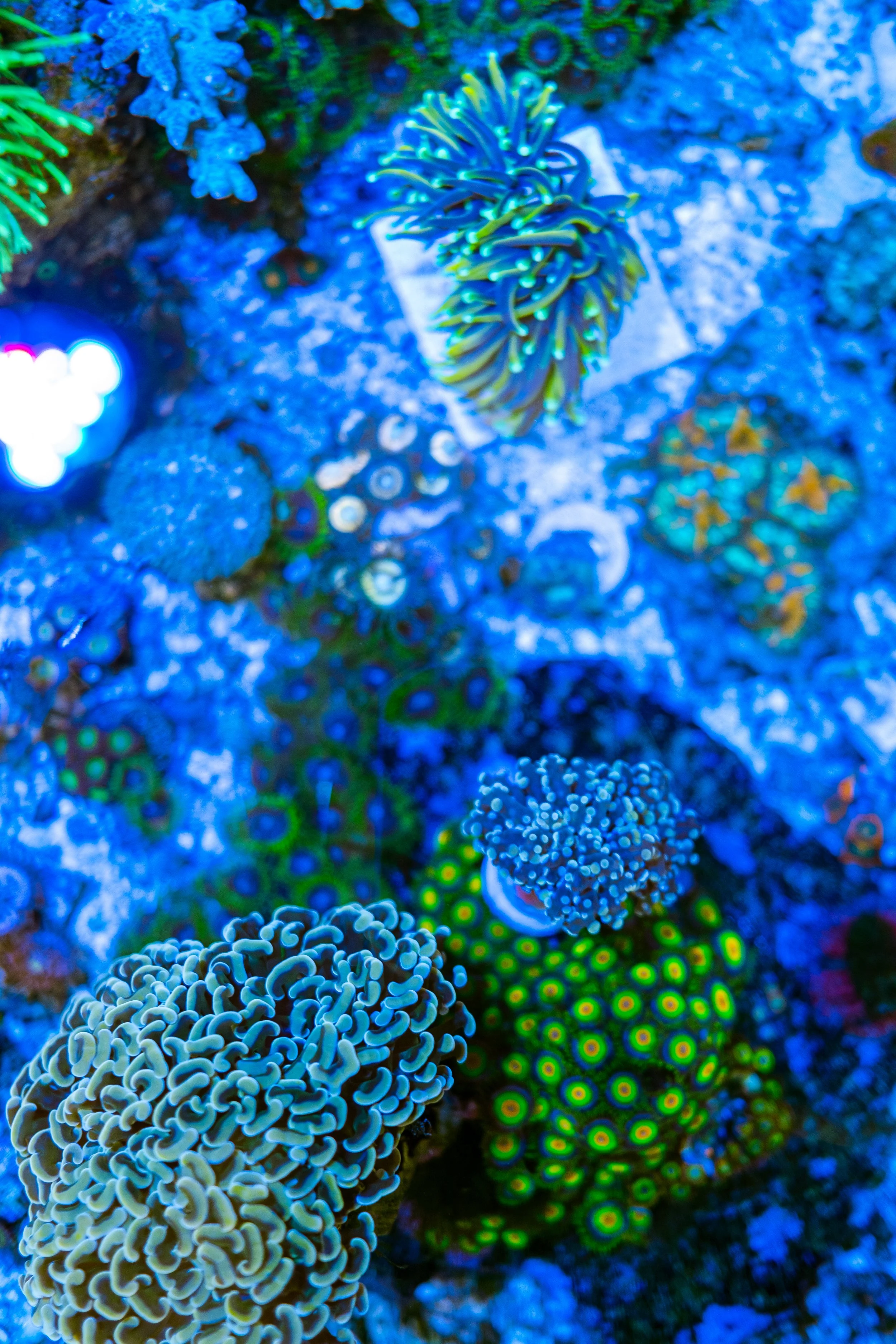 Reef 1.13.22 (3 of 3).JPG