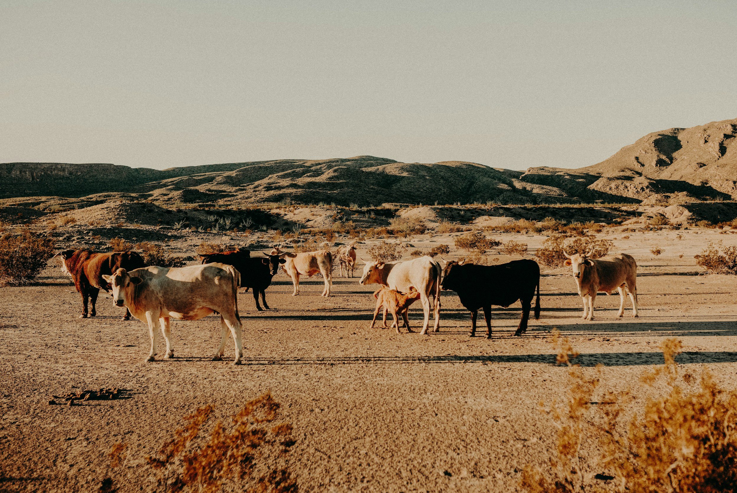 Meet the Matushkas: Matushka Zoë Kavanaugh