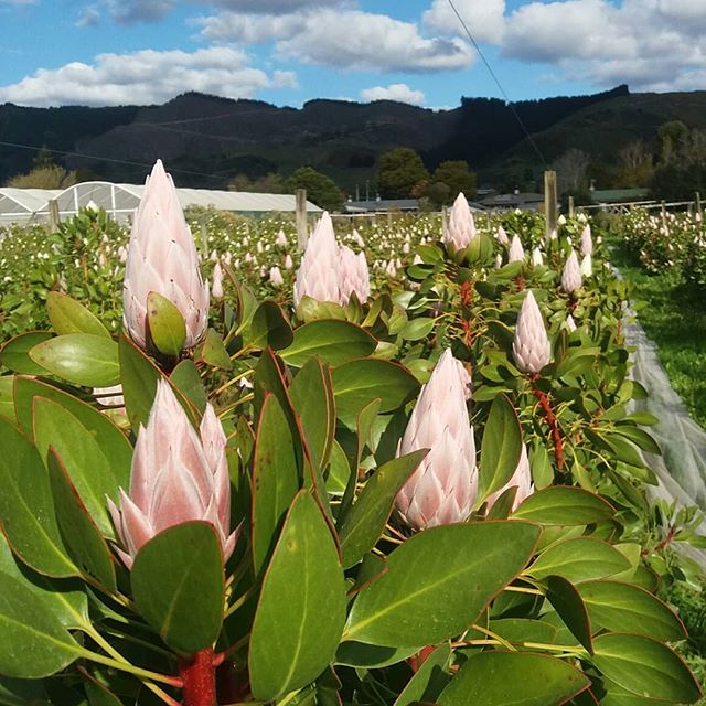 Pink King Protea season is here, and this year they look better than ever. #picknz #nelsonnz #nzgrown #Proteas #greensquarenz