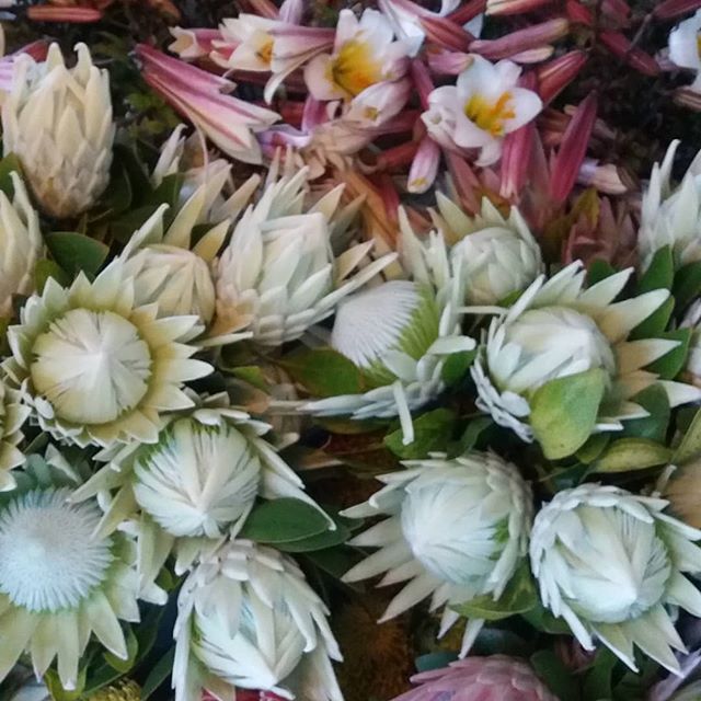 Sarah is off to the Nelson market this morning with to last of the White King Protea and Christmas Lillies. Who said we can't have a white Christmas. #greensquarenz #nzgrown #picknz #nelsonnz #Proteas #nelsonmarket
