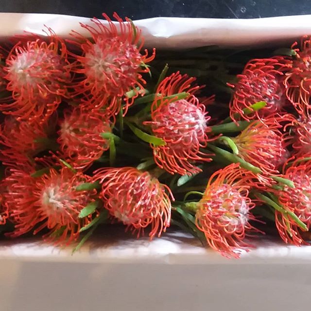 Christmas greetings to all. Here are the last of our Leucospermum Tango heading off overseas #picknz #nzgrown #nelsonnz #Proteas #greensquarenz