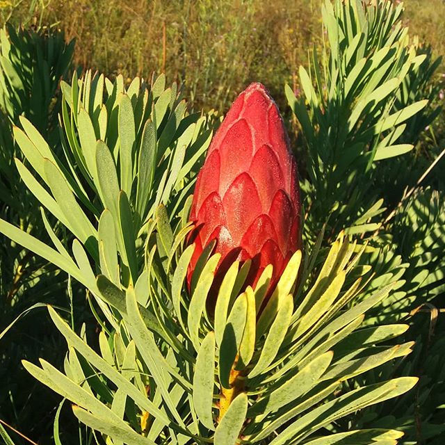 Happy New Year everyone. These beauties have been saving themselves for the early new year. Protea Venus with the early morning dew #picknz #nelsonnz #nzgrown #Proteas #greensquarenz