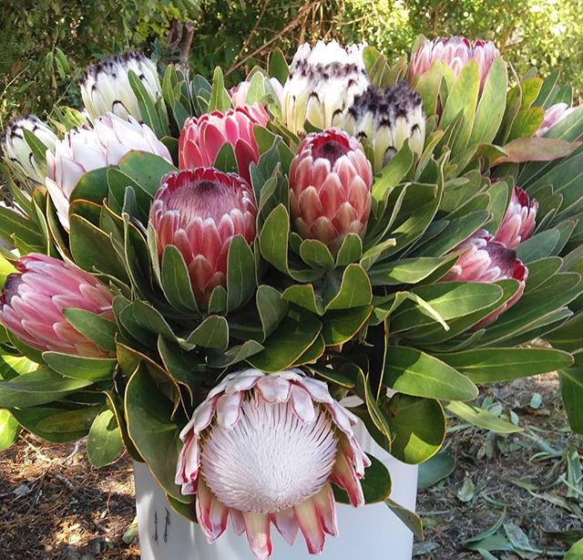 The first of our autumn protea, Pink ice, Alba, Standard pink Kings and a few Venus. Amazing flowers emerging from the parched paddock #protea, #picknz, #nelsonnz, #greensquarenz, #nzgrown