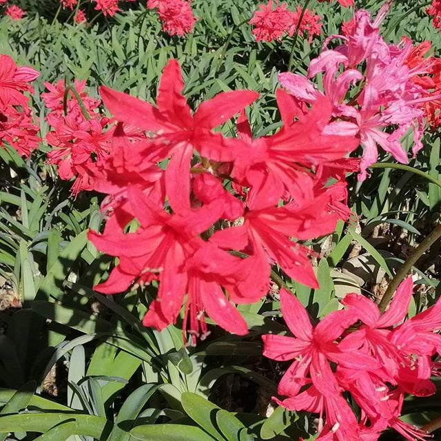 These beautiful Nerines have been saving themselves for mothers day, there is still a great selection of colours. #nzgrown #picknz #nelsonnz #nerines #mothersday