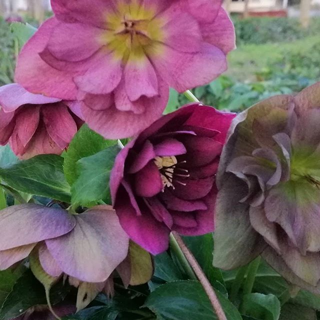 The first of our double Hellebore are just popping up, amazing purples soon to be followed by pink white yellow and green #picknz #nelsonnz #greensquarenz #hellebore