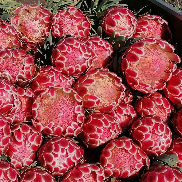 What a great way to welcome spring, we have some stunning Protea Venus in season now #protea #picknz #nelsonnz #nzgrown