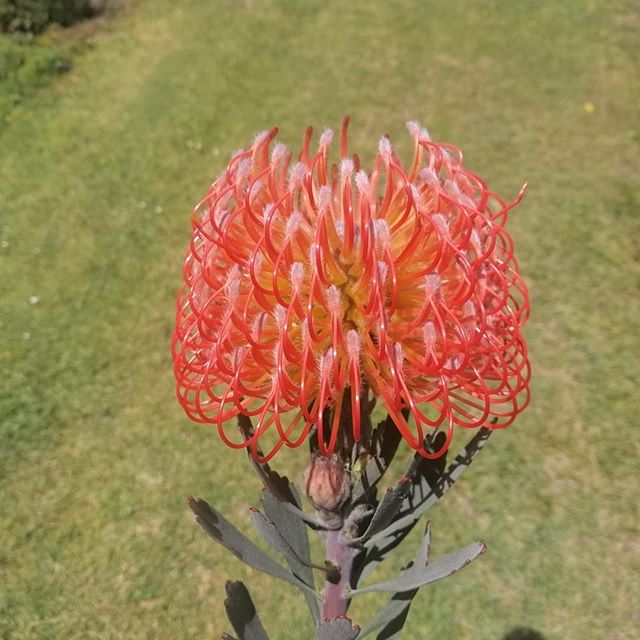 Some of mother nature's finest work #leucospermum #nzgrown #picknz #protea #nelsonnz