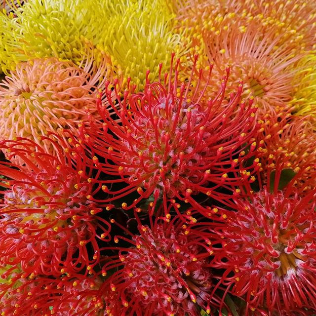 The first of the season, including our new addition Leucospermum Ayoba Red. #picknz #nelsonnz #protea #pincushionflower