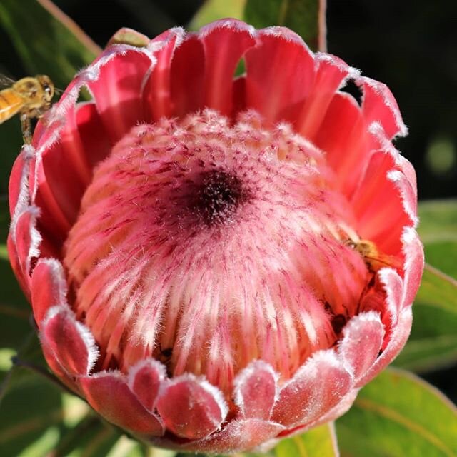 The bees have been enjoying lock down, some amazing Protea pink ice are available again from Tuesday 28th. #nzgrown #picknz #nelsonnz #protea #covid19nz