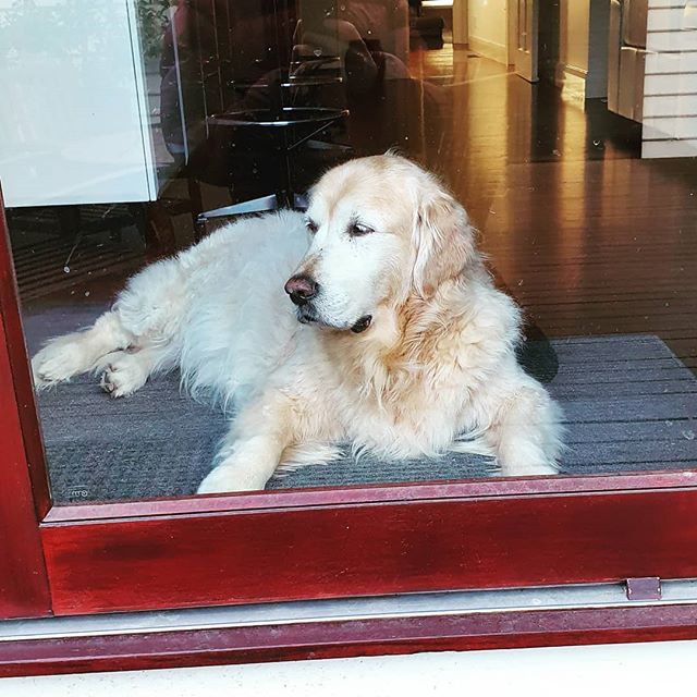 Oh... did you want to come inside? #goldenretriever #dogsofinstagram #dogslife #dogs