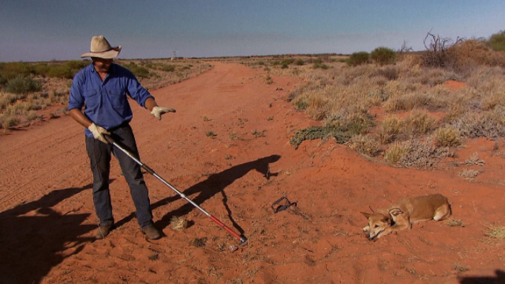 Dave Graham capturing a dingo to attach a radio collar to track its movements. 