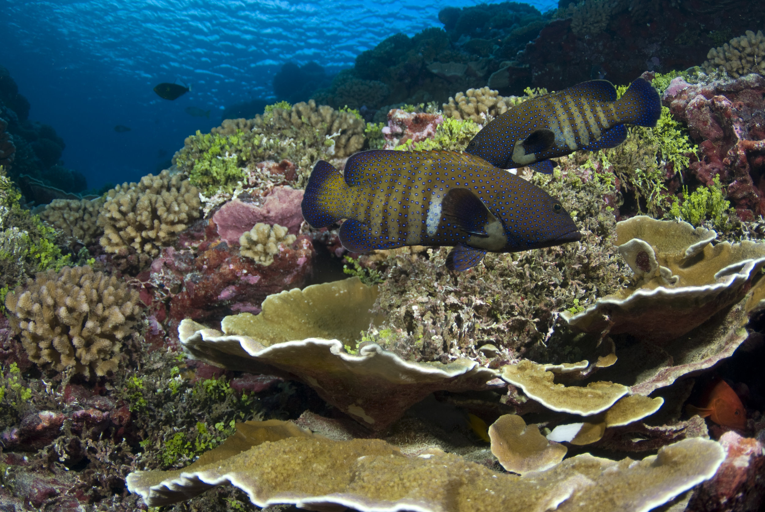 The pristine underwater habitat of Shark Eden. 