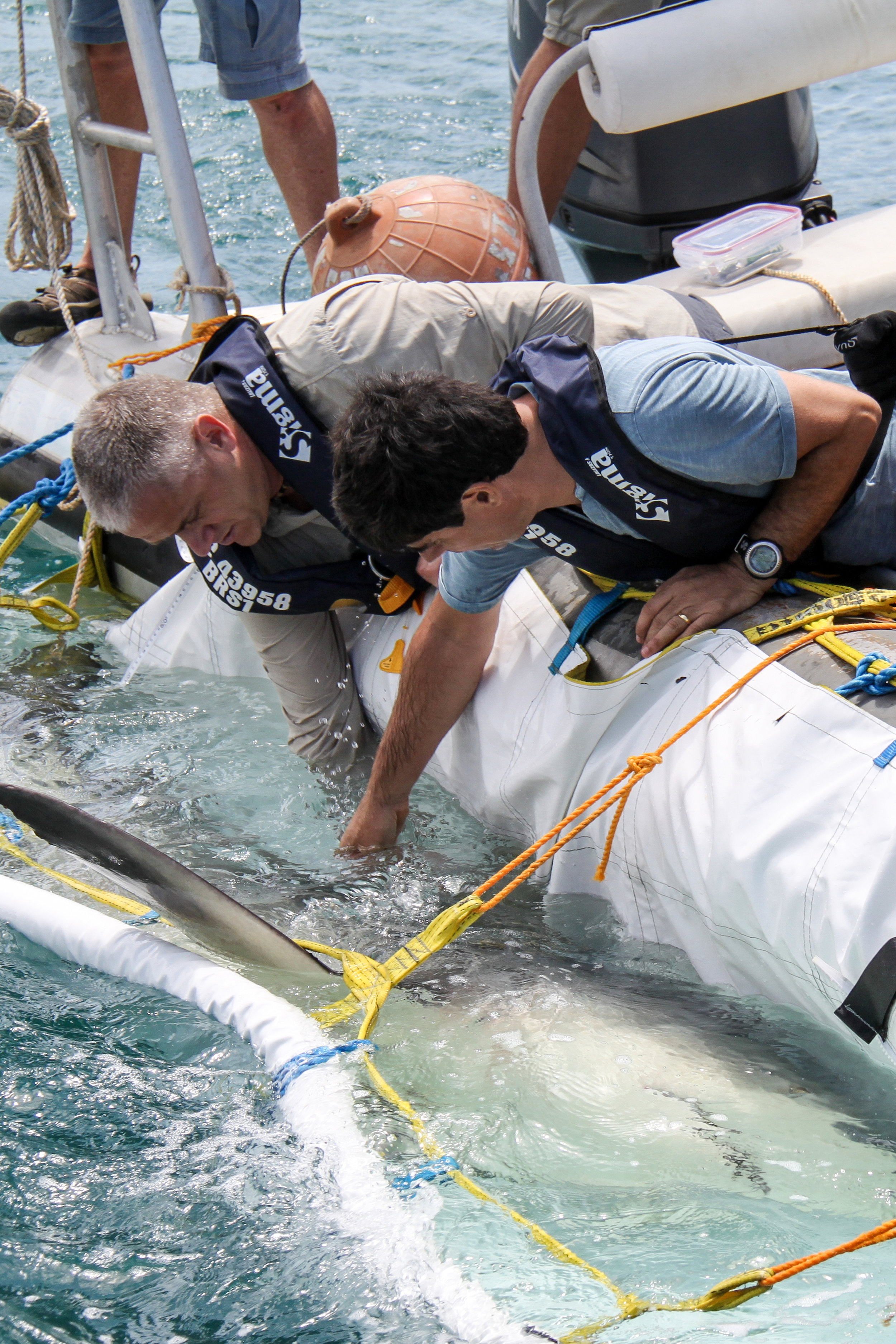 Dr Will Robbins and Dr Laurent Vigliola carefully roll a large female Bull shark in a sling. Once the shark is on her back she will enter ‘tonic immobility’, a trance-like state that will allow Robbins and Vigliola to surgically insert an acoustic transmitter to her underside.