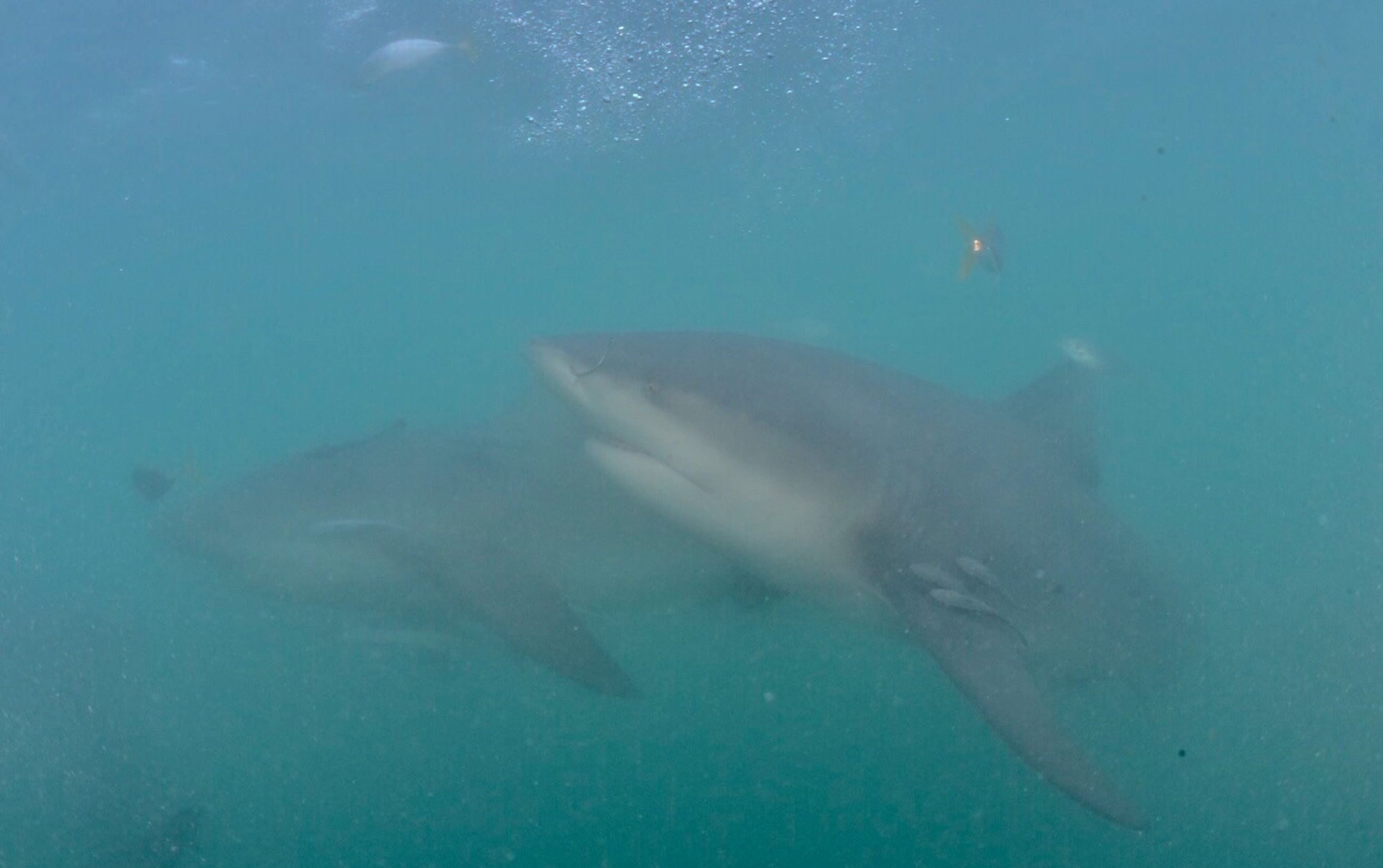 In recent years, murky Noumea harbour has become home to more than 20 large Bull Sharks. For years the sharks have been illegally fed fish scraps from docks, and now react to any disturbance on the surface, often appearing in groups in the search for food. If the government stops the free handout of food, the concern is that the sharks will begin searching the surrounding beaches and find people instead.